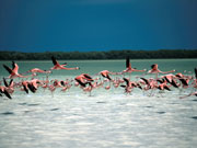 Mexico-natuur-flamingo